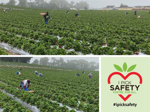 California Strawberry Growers and Farm Workers Pick Safety