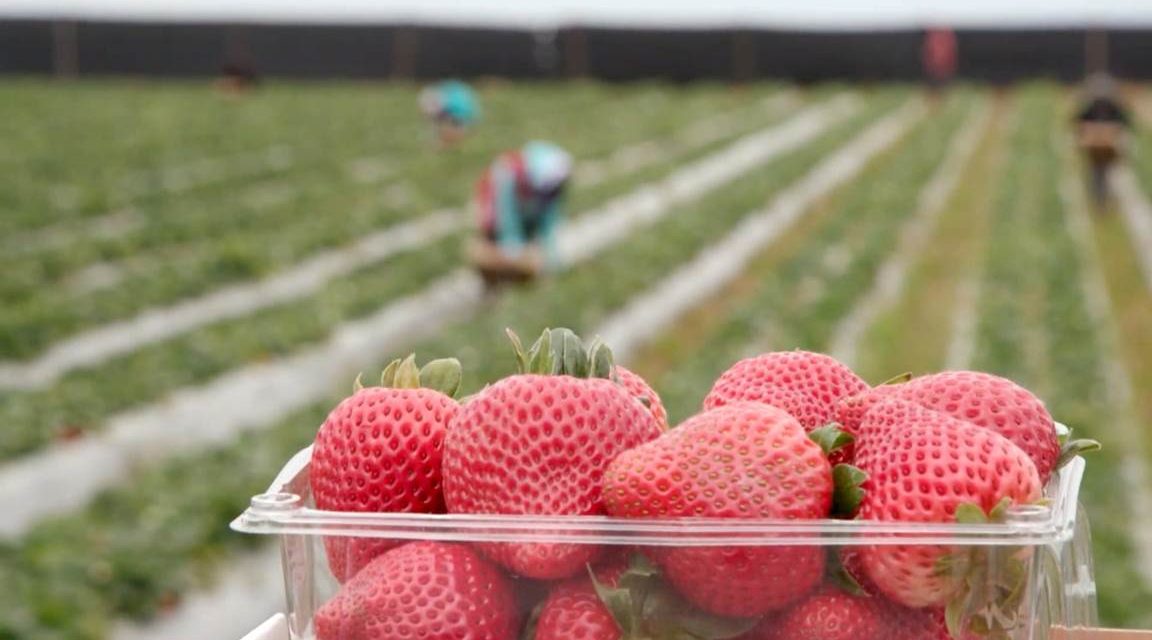 Safety at Work on California Strawberry Farms
