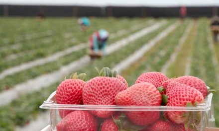 Safety at Work on California Strawberry Farms